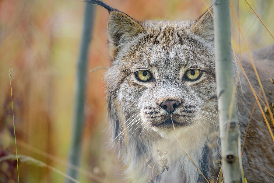 Canada, Yukon, Whitehorse, Captive Photograph by Yuri Choufour - Fine ...