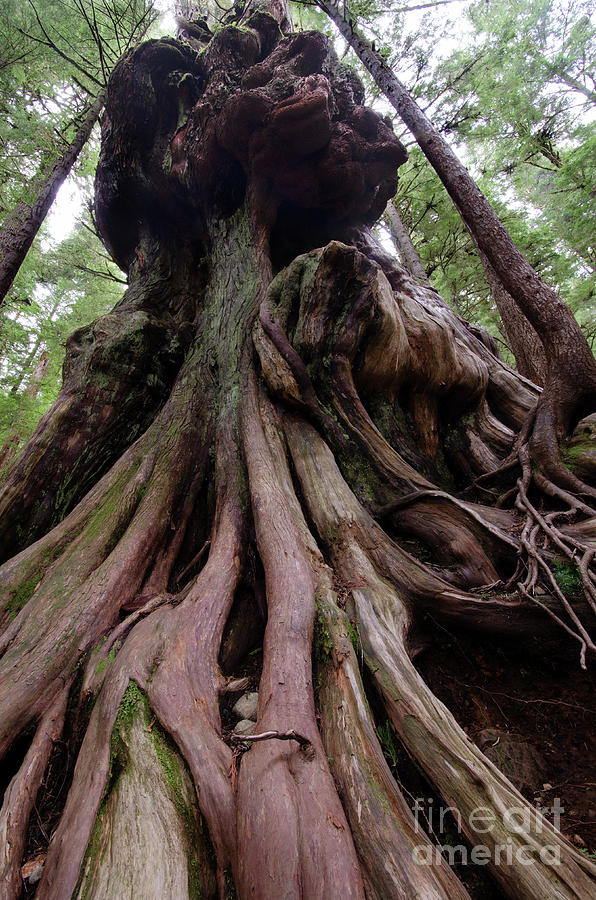 Canadas Gnarliest Tree Photograph by Bob Christopher