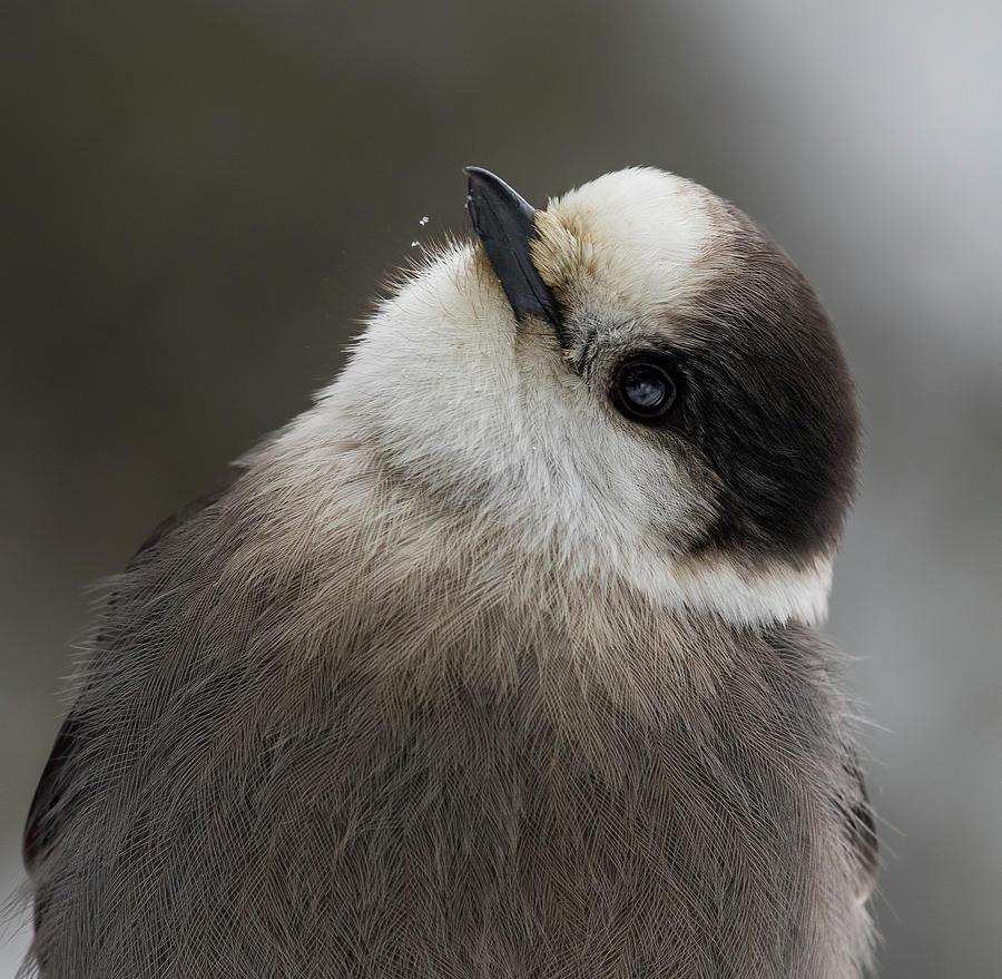Wildlife Photograph - Canadas national bird by Mircea Costina Photography