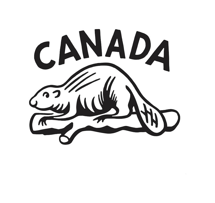 Black And White Drawing - Canadian Beaver by CSA Images