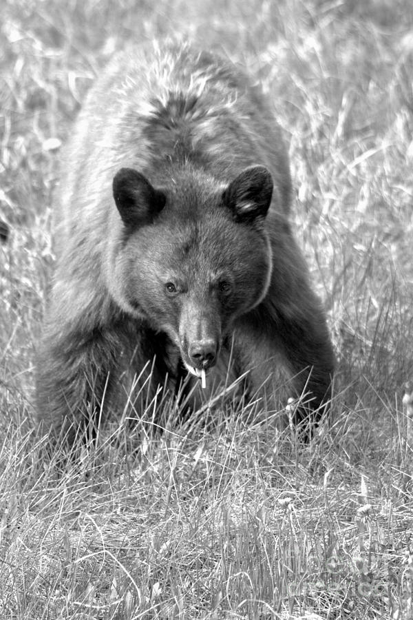 Canadian Black Bear On The Prowl Black And White Photograph by Adam Jewell