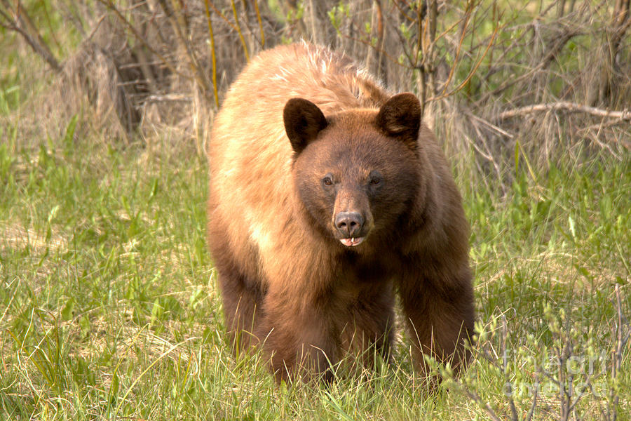 Canadian Cinnamon Black Bear Landscape Photograph by Adam Jewell