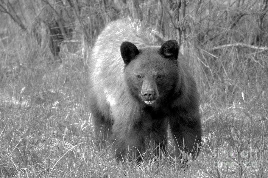 Canadian Cinnamon Black Bear Landscape Black And White Photograph by Adam Jewell