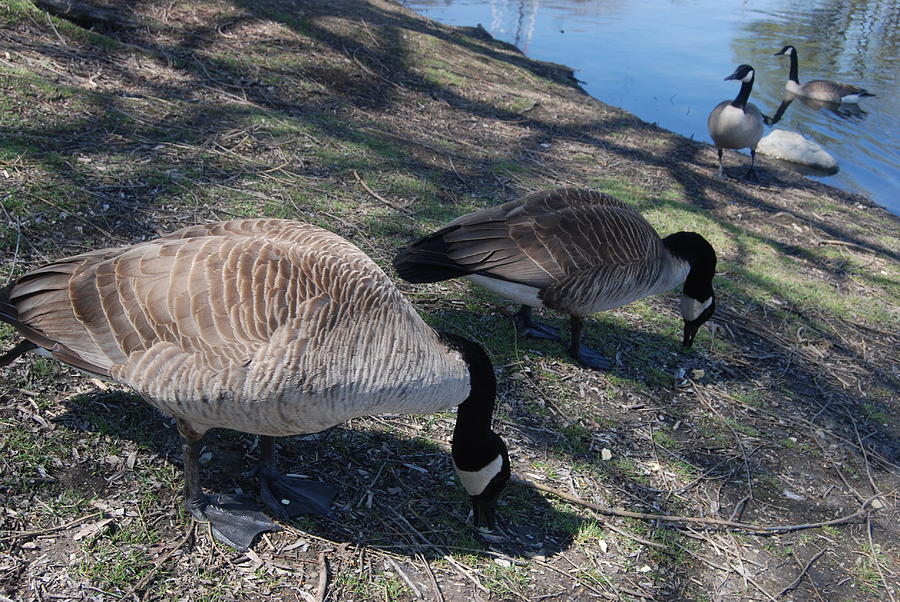 Canadian Geese Alignment Photograph by Ee Photography
