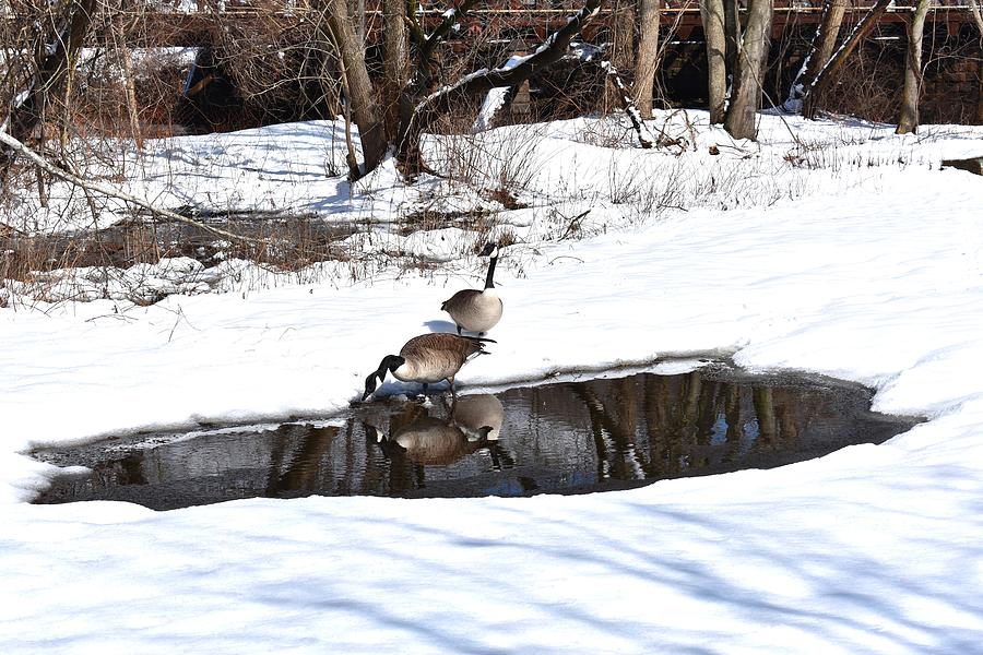Canadian Geese and Connecticut Winter by Nina Kindred Canadian Geese and Connecticut Winter by Nina Kindred