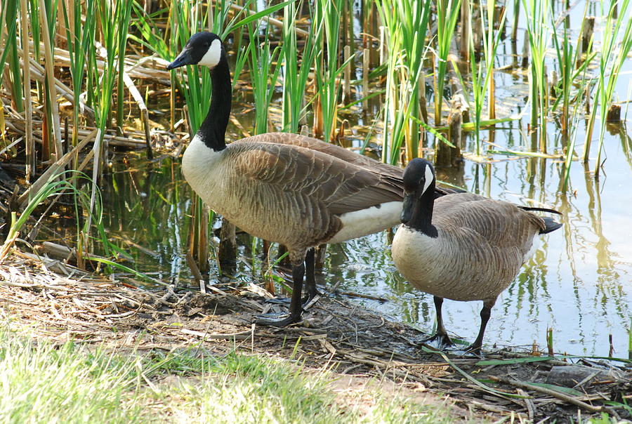 Canadian Geese Photograph by Ee Photography