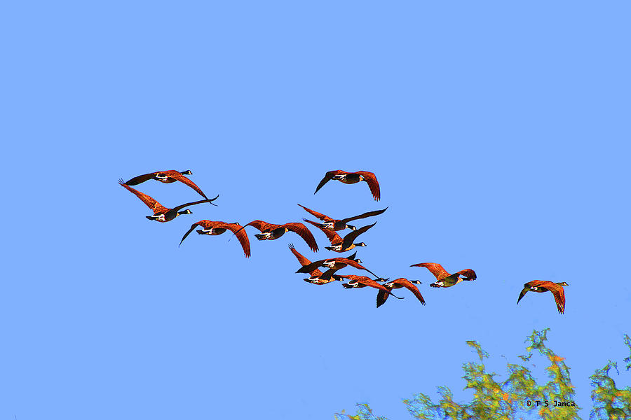 Canadian Geese Fly Away Digital Art by Tom Janca