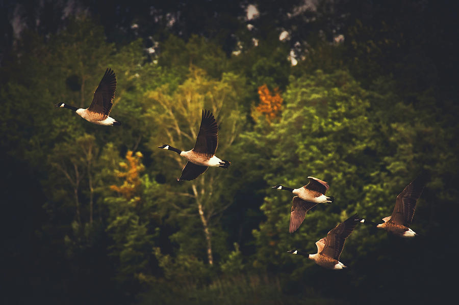 Canadian Geese In Flight Photograph by Mountain Dreams