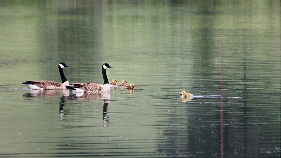 Canadian Geese Photograph