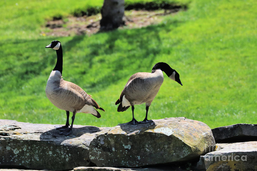 Canadian Geese Of The Presidio Photograph