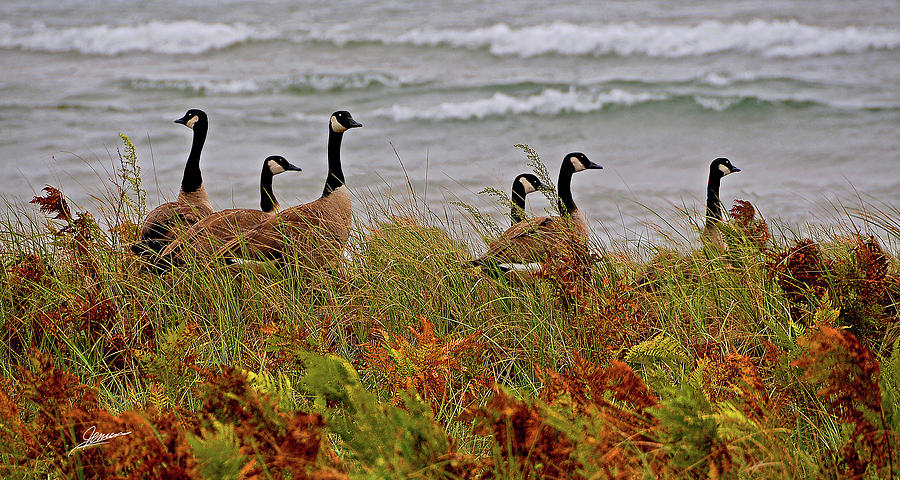 Canadian Geese Photograph by Phil Jensen