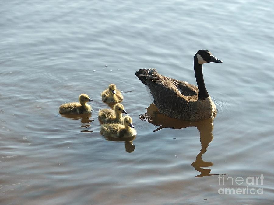Canadian Geese Photograph By Robert Meanor Fine Art America