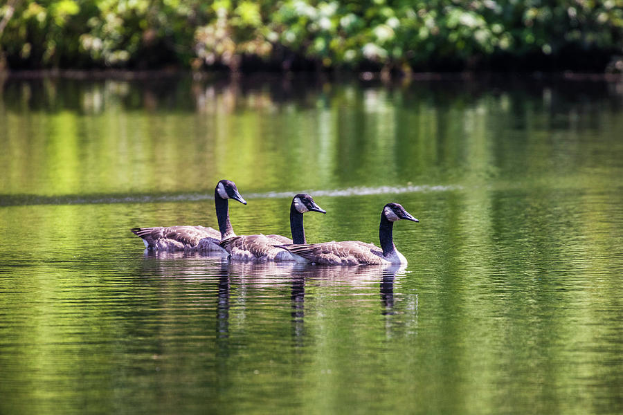 Canadian Geese swimming In  Line Photograph by Jordan Hill
