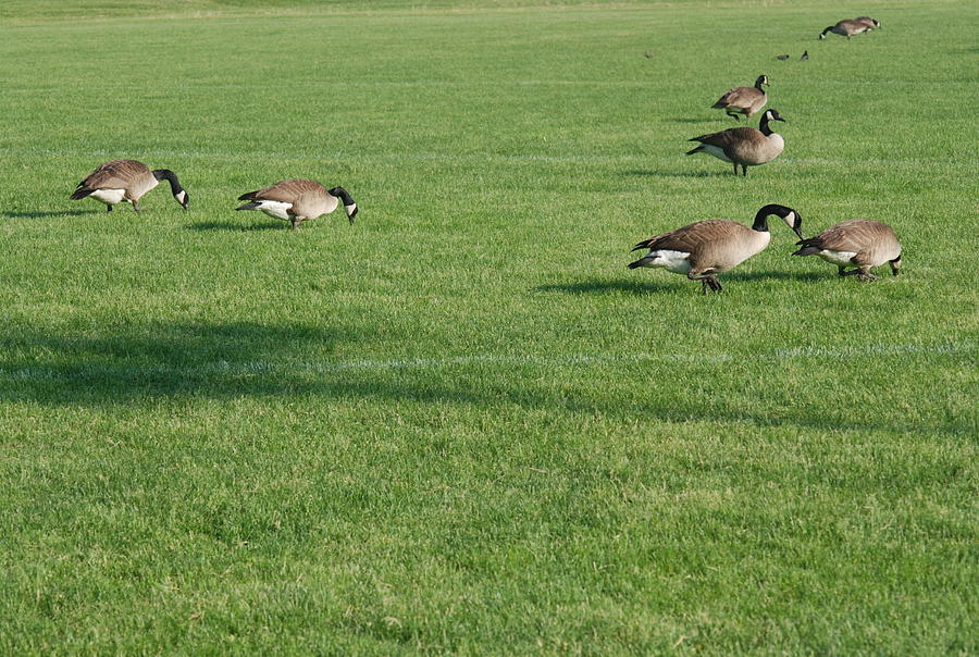 Canadian Geese Togetherness Photograph by Ee Photography