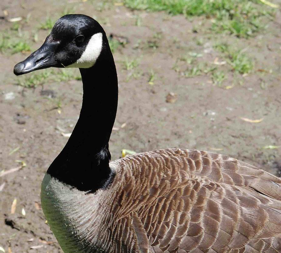 Canadian Goose 2 Photograph by Ee Photography