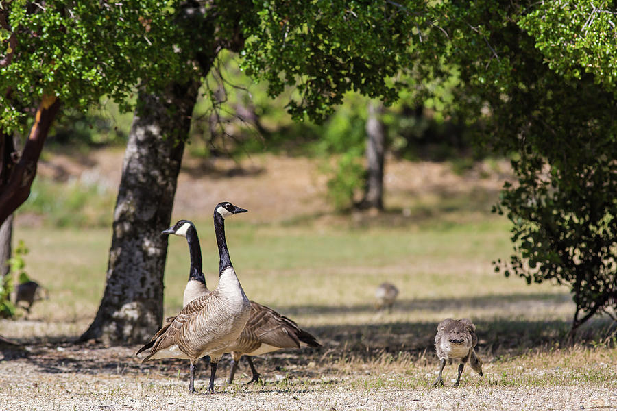 Canadian Geese Family Photograph by Julieta Belmont
