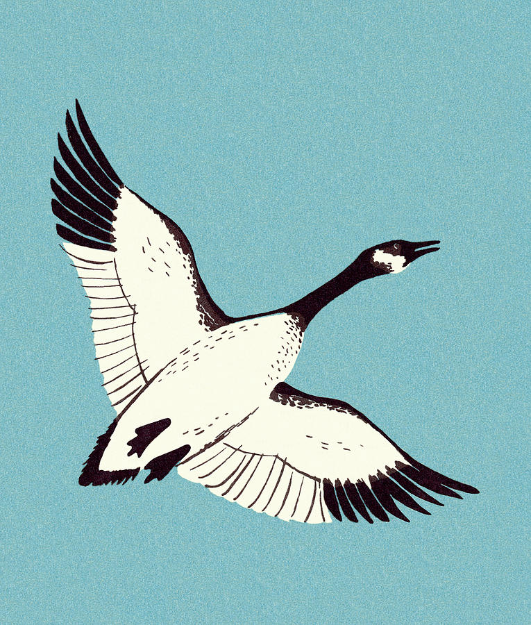 Geese Drawing - Canadian Goose Flying by CSA Images