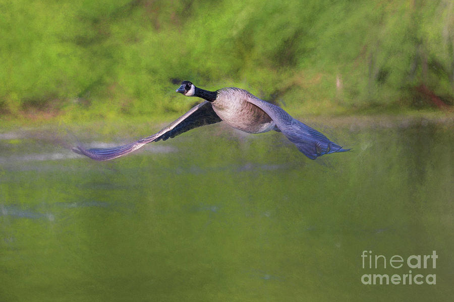Canadian Goose in Flight Artistic Print by Nikki Vig Canadian Goose in Flight Artistic Print by Nikki Vig
