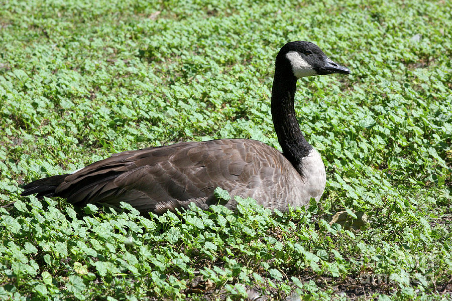 Canadian Goose in the Grass Photograph by Gravityx9 Designs
