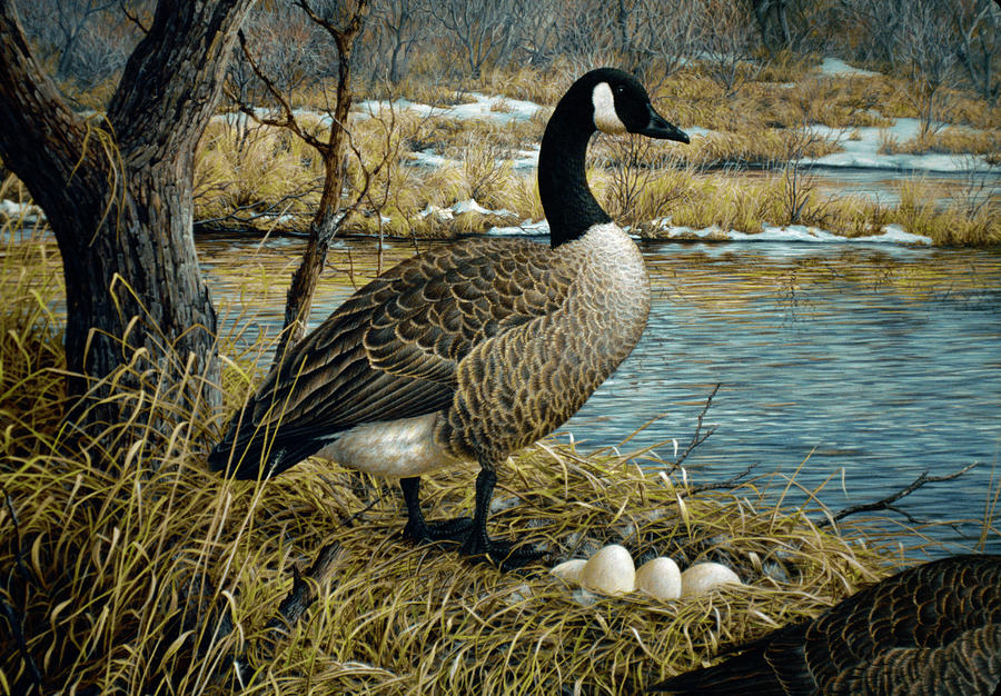 Canadian Goose Painting by Jeff Tift