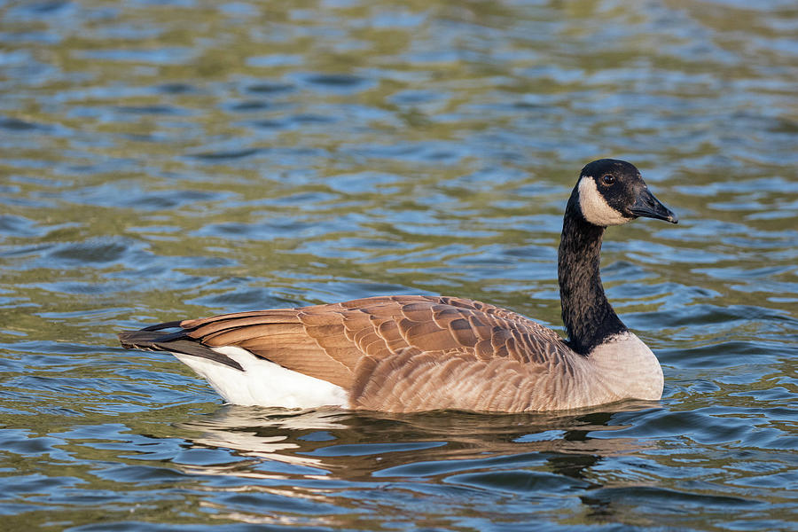 Canadian Goose Closeup, Mississippi Photograph by Jordan Hill