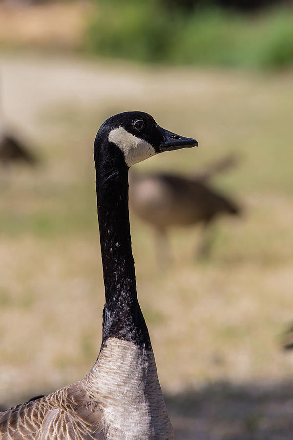 Canadian goose, Mississippi River State Park Photograph by Julieta Belmont