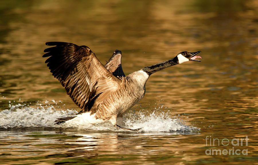 Canadian Goose Landing Photograph by Sandra Js