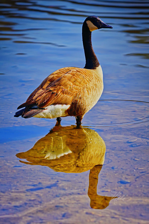 Canadian Goose Photograph by Meta Gatschenberger