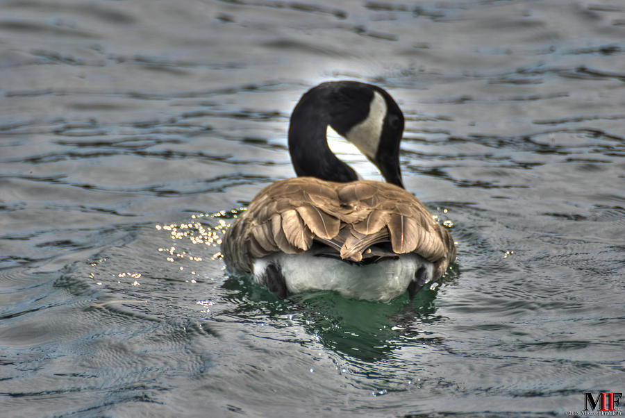 Canadian Goose Photograph