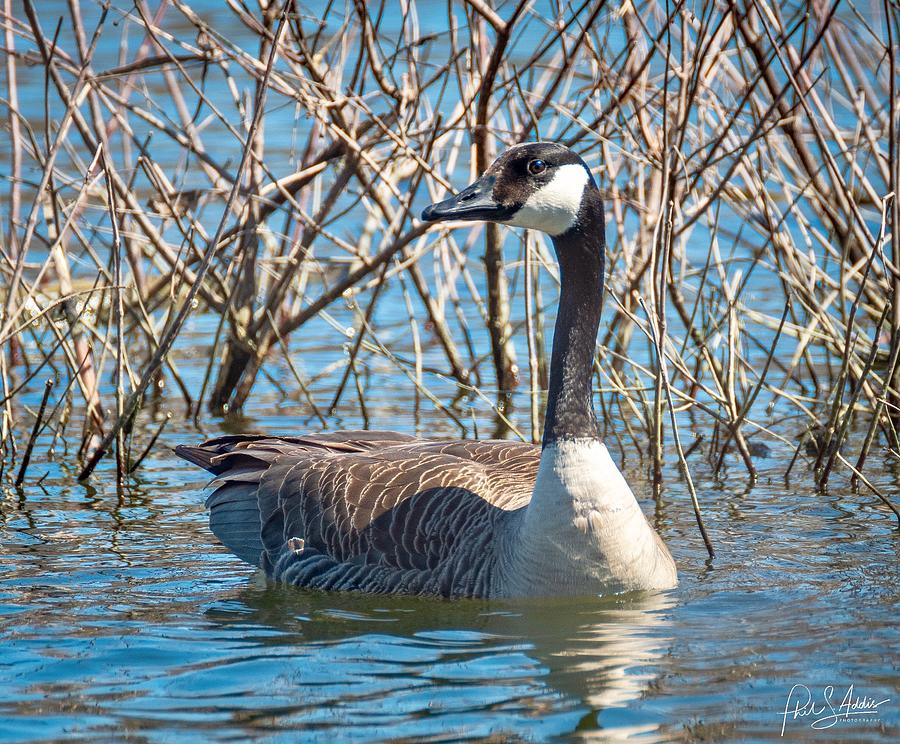 Canadian Goose Photograph by Phil S Addis