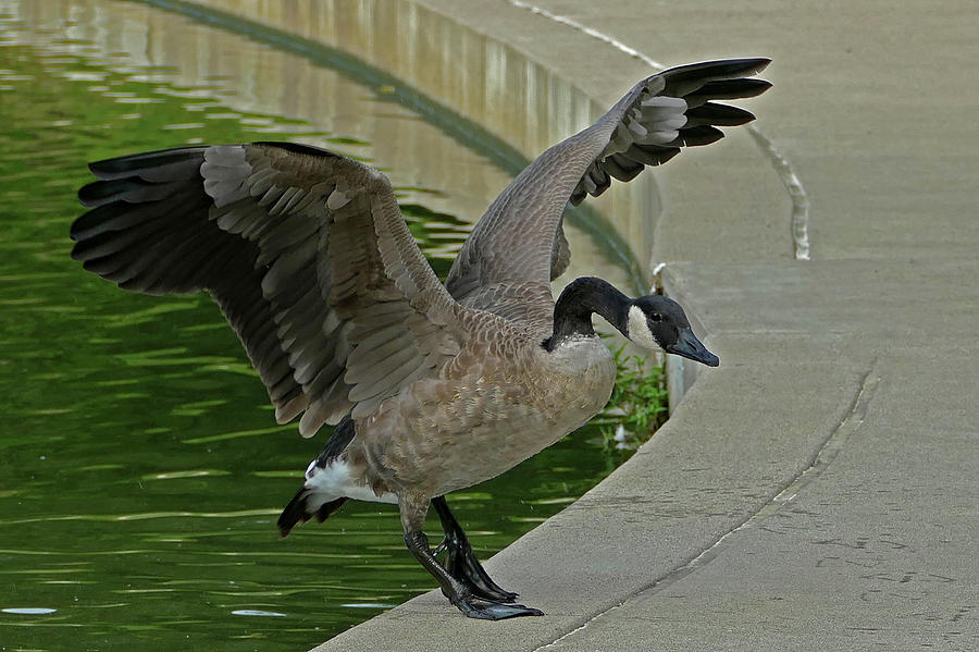 Canadian Goose Stretching Wings Photograph by Sandra Js