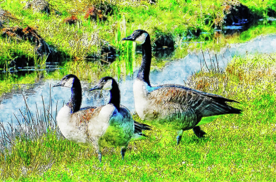 Design Drawing - Canadian goose watercolor drawing by Hasan Ahmed Design Drawing - Canadian goose watercolor drawing by Hasan Ahmed