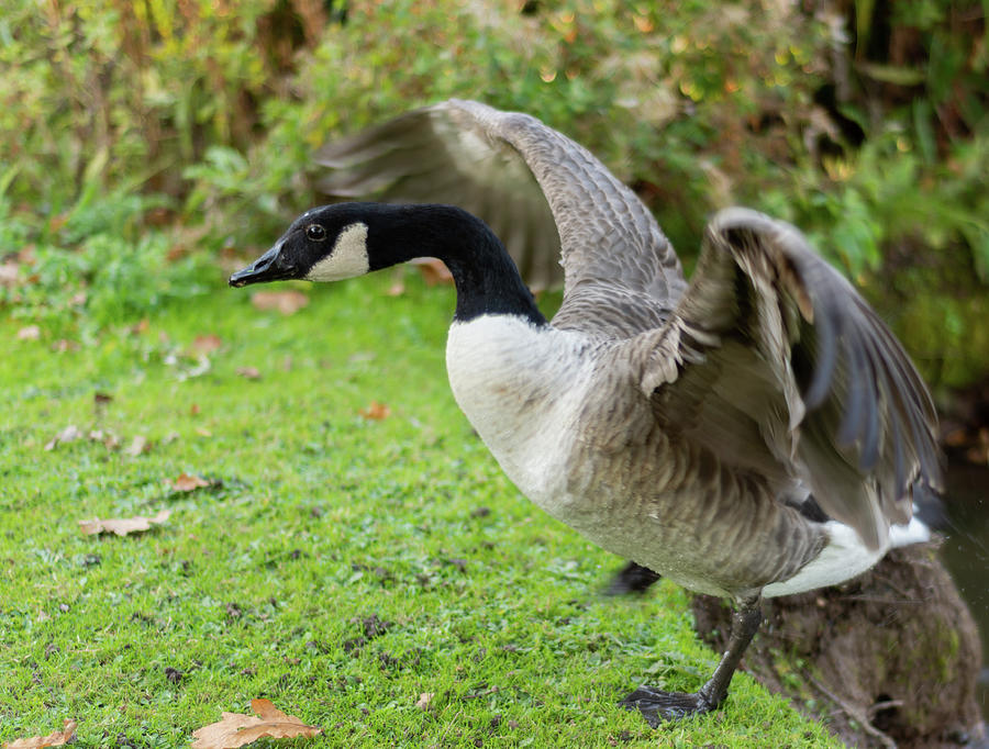 Canadian goose with wings stretched Photograph by Scott Lyons