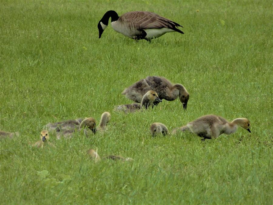 Canadian goslings Photograph by Betty-Anne McDonald
