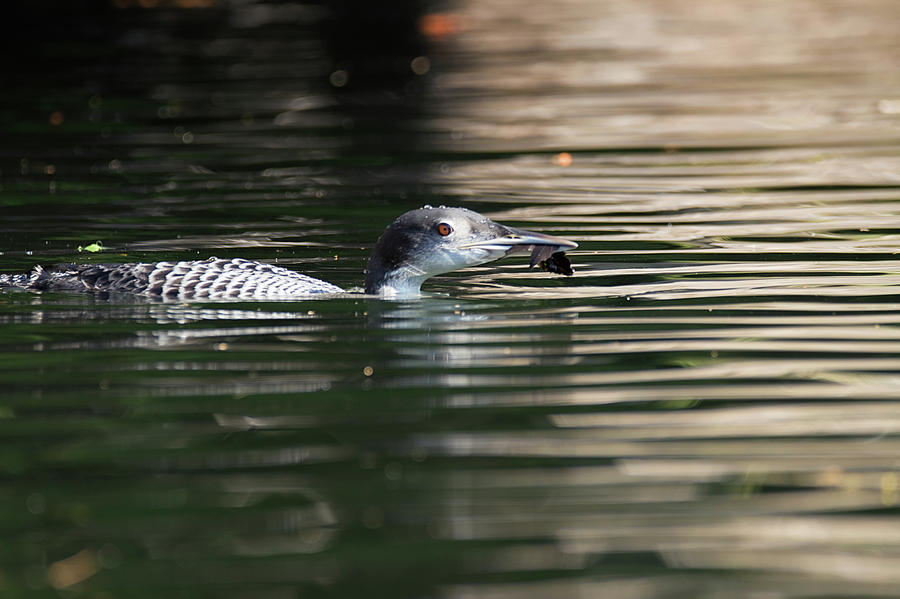 Canadian Loonie - Common Loon - Gavia Immer Photograph by Spencer Bush