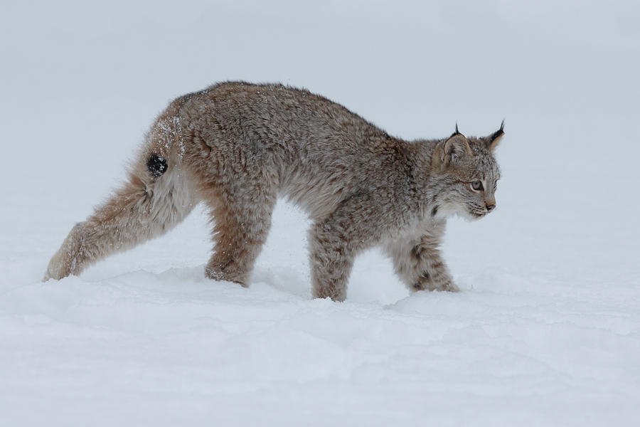 Canadian Lynx (lynx Canadensis) Photograph by Sarah Darnell - Fine Art ...