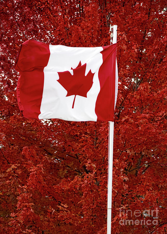 Canadian Maple Leaf Photograph by Barbara McMahon