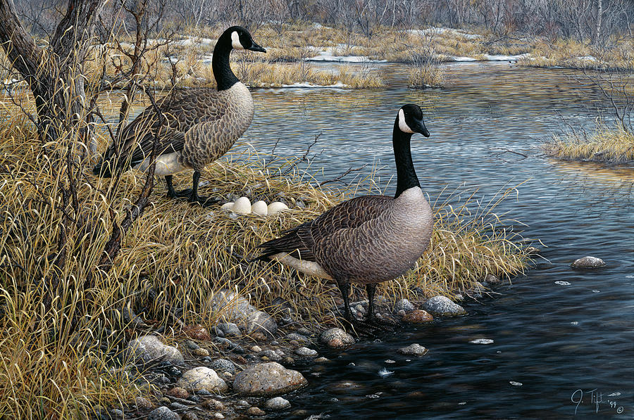 Canadian Pair Painting by Jeff Tift