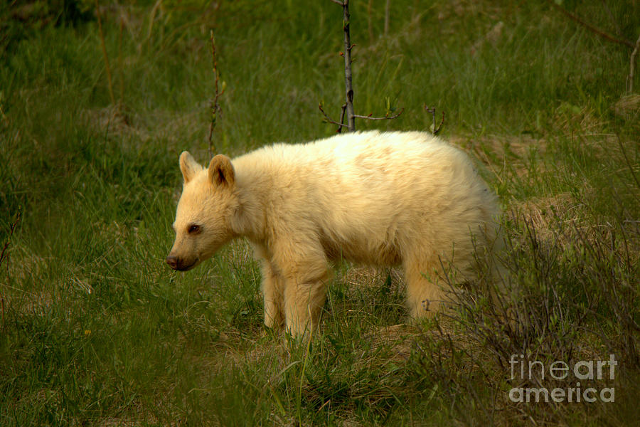 Canadian Rockies White Black Bear Cub Photograph by Adam Jewell