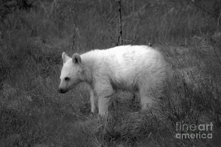 Canadian Rockies White Black Bear Cub Black And White Photograph by Adam Jewell