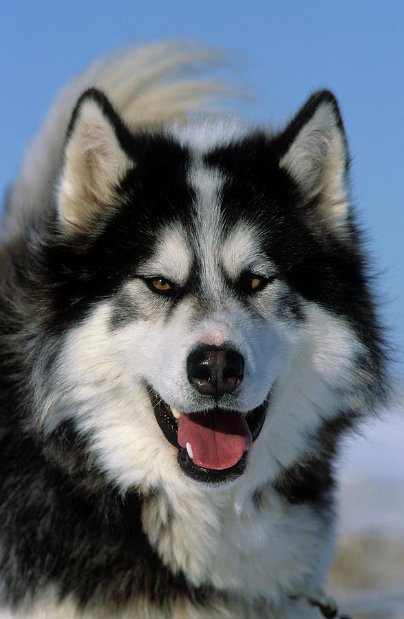 Canadian Sled Dog Head Detail Photograph by Nhpa