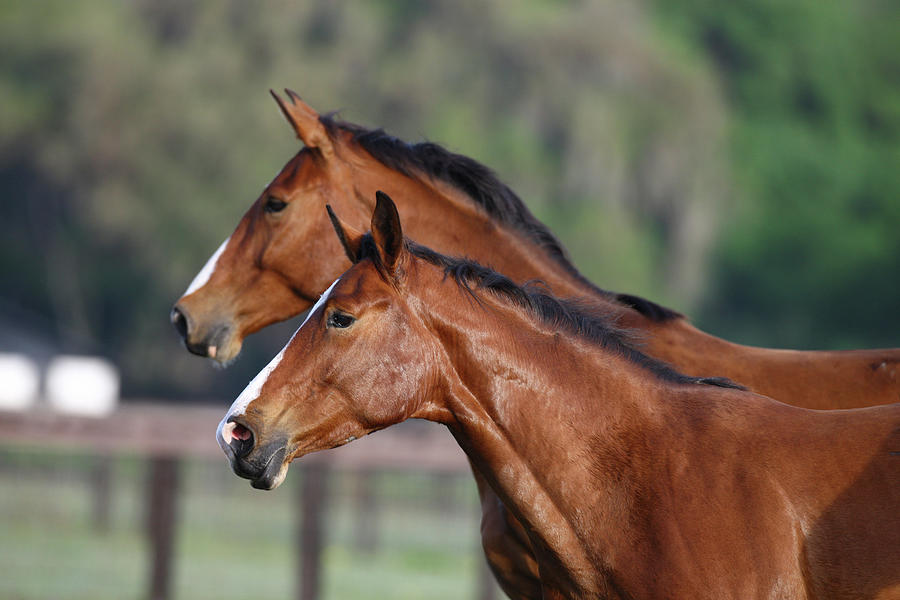 Canadian Sport Horses 005 Photograph by Bob Langrish - Fine Art America