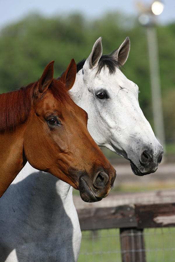 canadian-sport-horses-011-photograph-by-bob-langrish-pixels