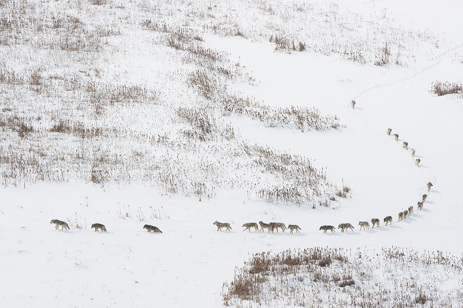 Canadian Timber Wolf / Northwestern Wolf Pack Moving Photograph by Chadden Hunter / Naturepl.com Canadian Timber Wolf / Northwestern Wolf Pack Moving Photograph by Chadden Hunter / Naturepl.com