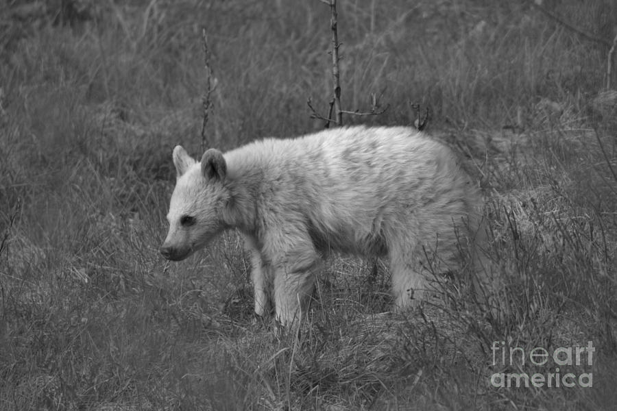 Canadian White Black Bear Cub Black And White Photograph by Adam Jewell