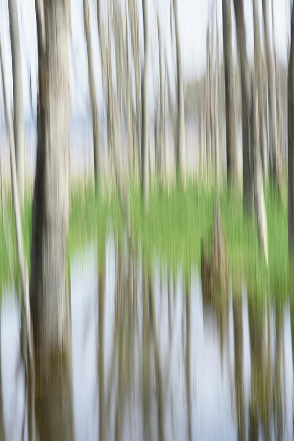 Canadice Lake Trees Photograph by Joann Long