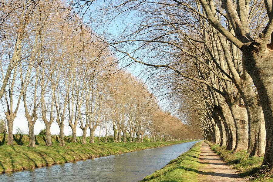 Canal With Tree Photograph by Teocaramel Canal With Tree Photograph by Teocaramel