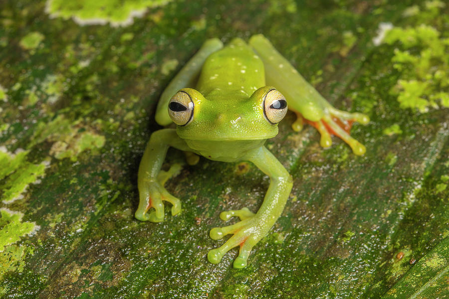 Canal Zone Tree Frog (hypsiboas Rufitelus) La Selva, Costa Rica ...