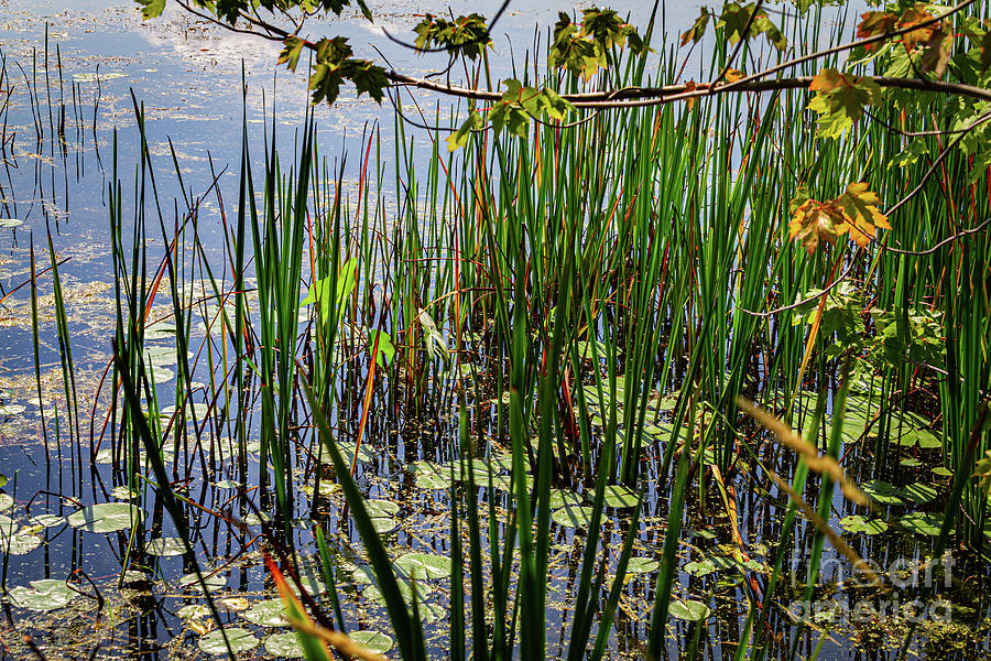 Canandaigua Lake Marsh Reeds Photograph by William Norton