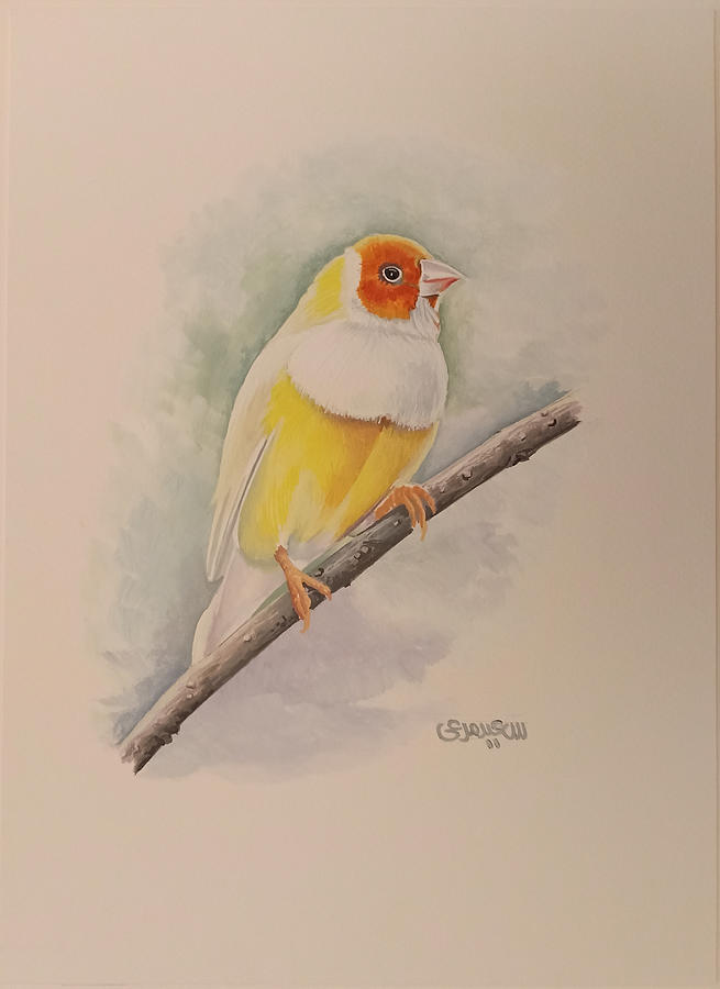 Canary bird by Said Marie Canary bird by Said Marie